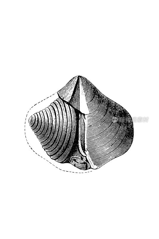 Spiriferida (Merista herculea)是已灭绝的有关节腕足动物化石的一个目，以其长长的折页线而闻名，折页线通常是贝壳最宽的部分